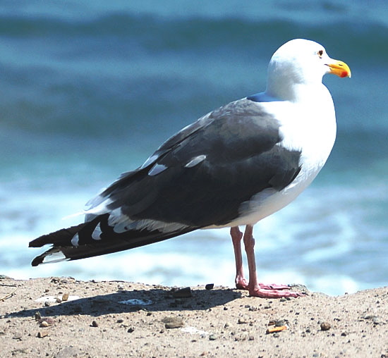 Gull on low cliff in Malibu 
