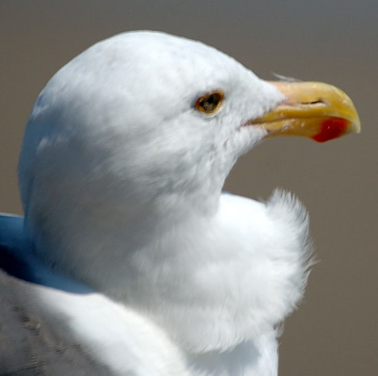 Gull on low cliff in Malibu 