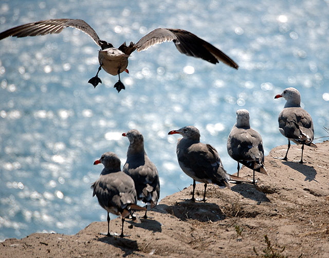Gulls on low cliff in Malibu 