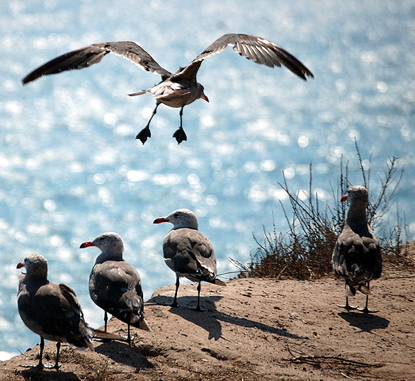 Gulls on low cliff in Malibu 