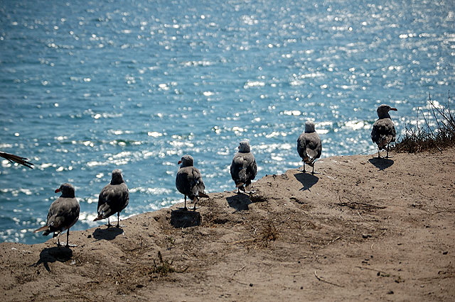 Gulls on low cliff in Malibu 