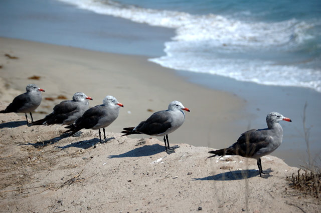 Gulls on low cliff in Malibu 