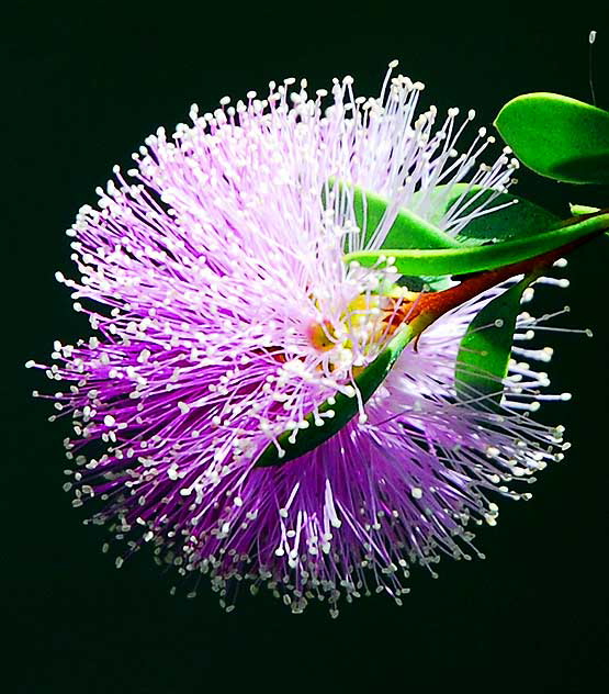 A Purple Fuzz Ball