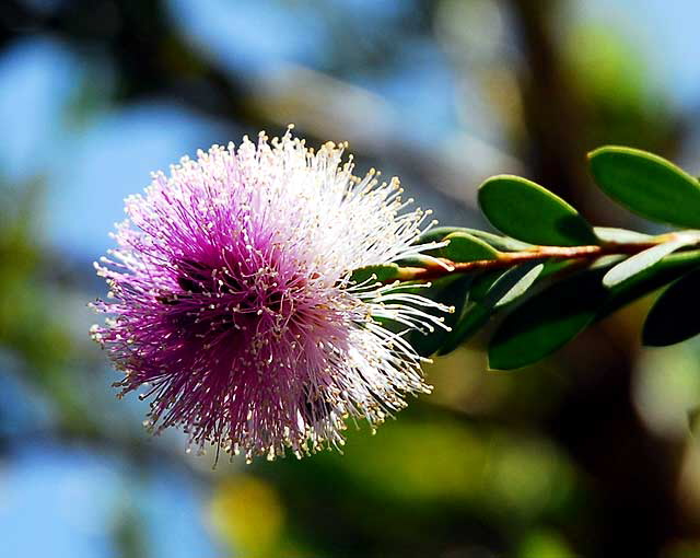 A Purple Fuzz Ball