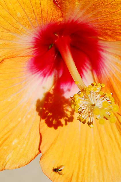 Summer Hibiscus