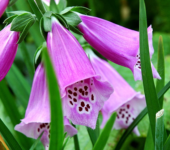 Mottled bell-shaped blooms curbside in Beverly Hills