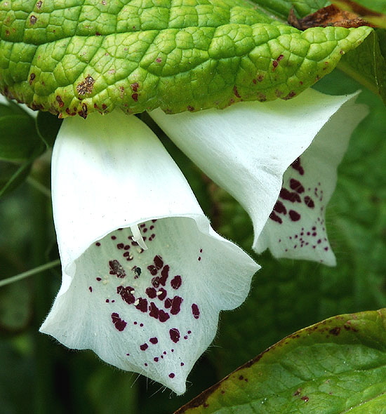 Mottled bell-shaped blooms curbside in Beverly Hills