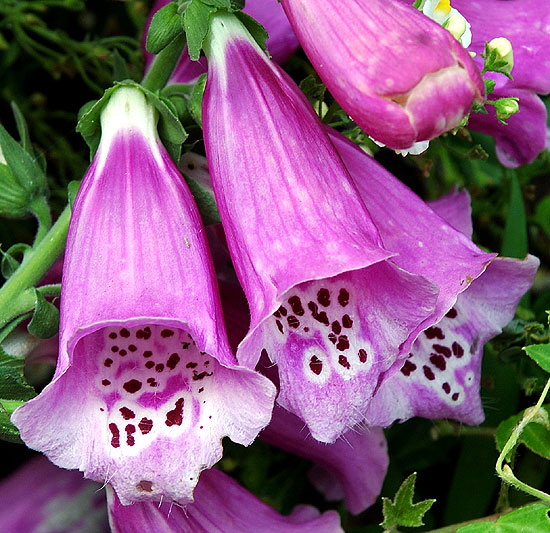 Mottled bell-shaped blooms curbside in Beverly Hills