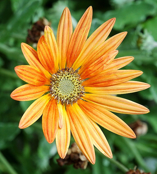 Odd daisy, curbside, Beverly Hills