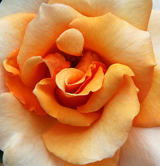 Cream-Orange Rose, curbside in Beverly Hills