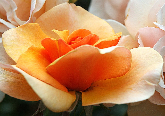 Cream-Orange Rose, curbside in Beverly Hills