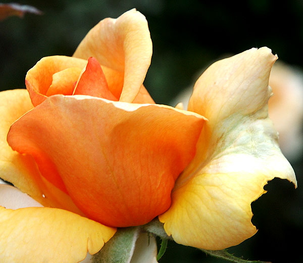 Cream-Orange Rose, curbside in Beverly Hills