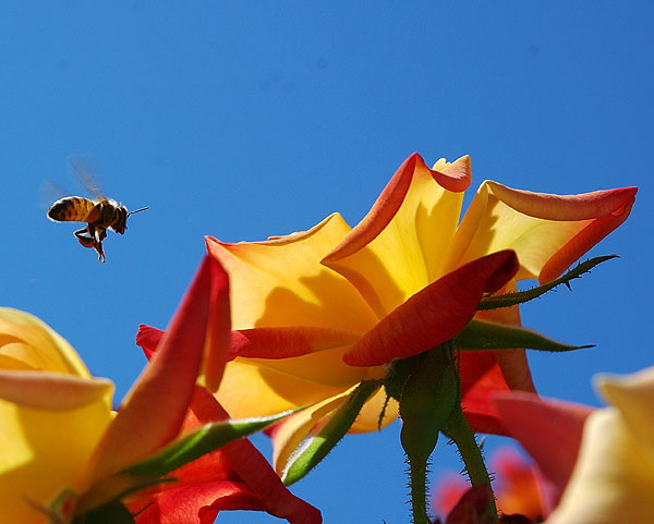 Bee landing on yellow circus roses in full sun 