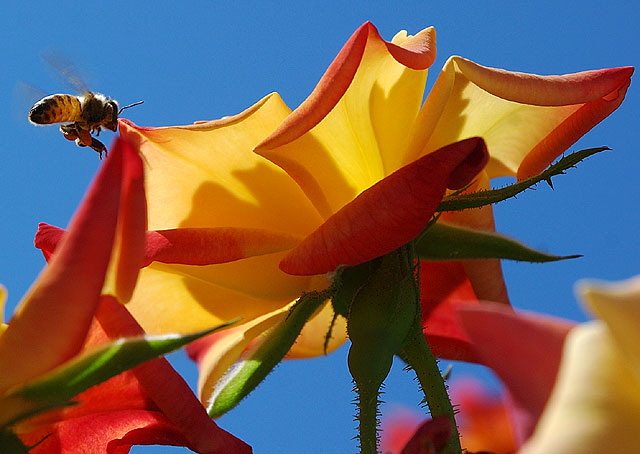 Bee landing on yellow circus roses in full sun 