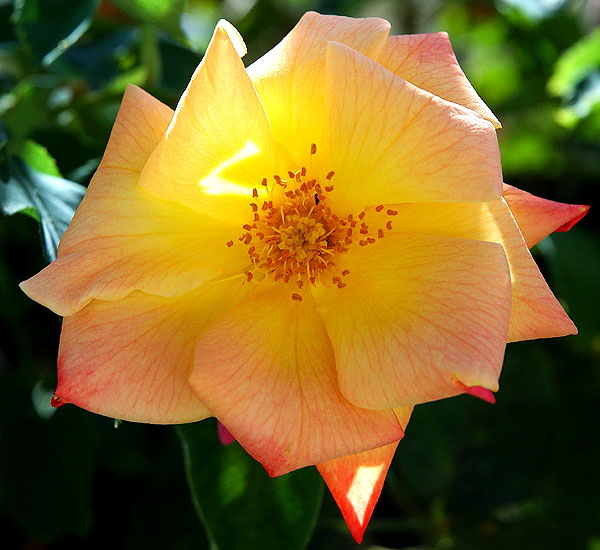 Yellow rose with pink highlights in shade 