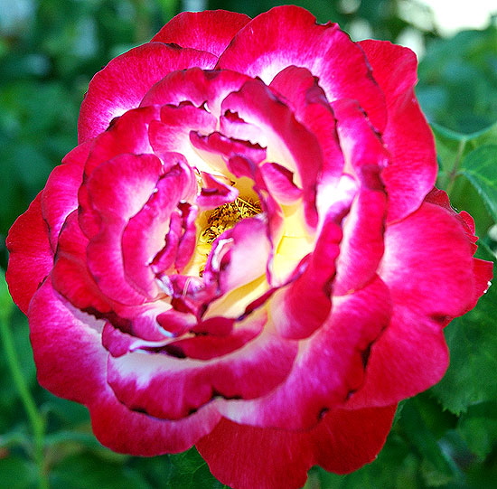 Red rose, white core, yellow stamens - blown blossom in full sun 