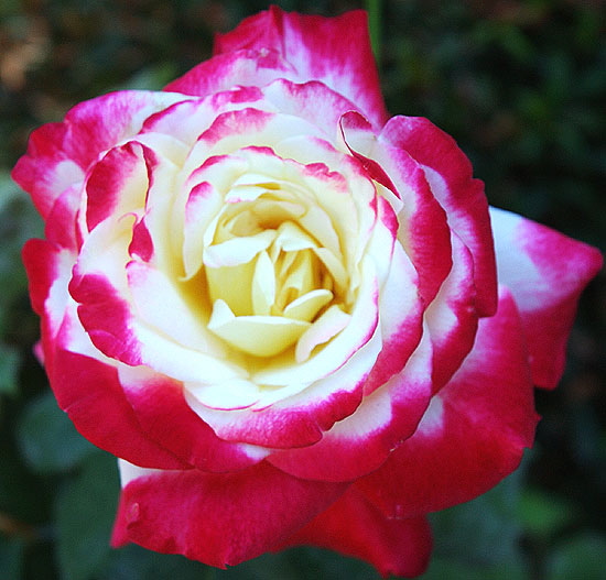 Red rose, white core - blown blossom in full sun 