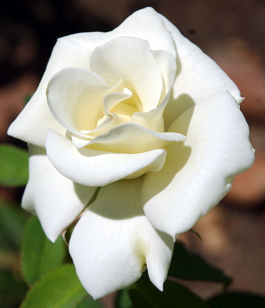 White Rose