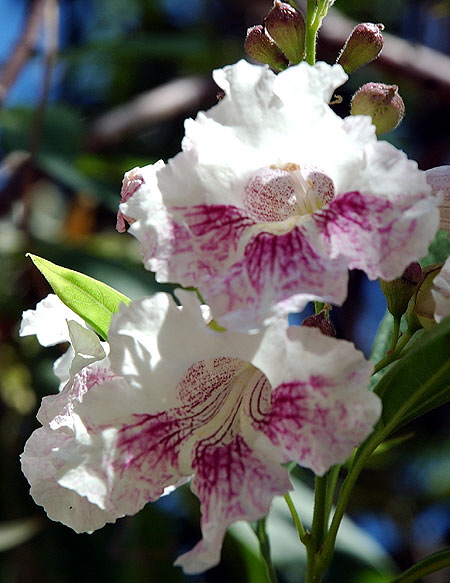 Blooms catching the long September light