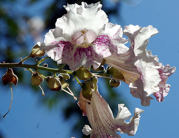 Blooms catching the long September light