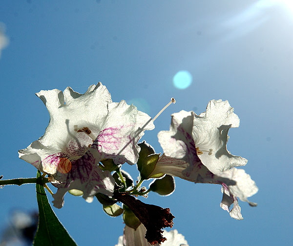 Blooms catching the long September light