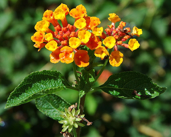 Blooms catching the long September light