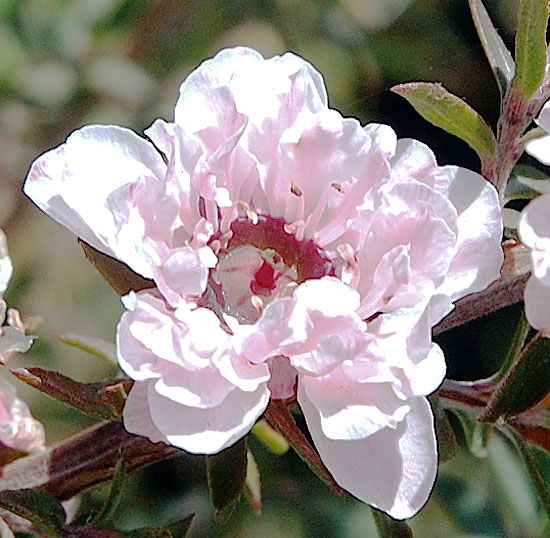 Bloom catching the long September light