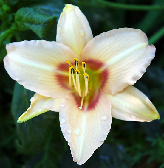 Stamens in Focus