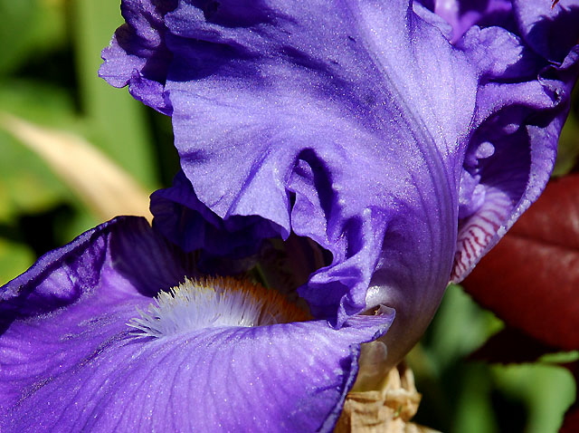 Bearded Iris