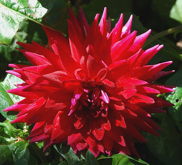 Zinnia elegans 