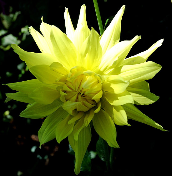 Zinnia elegans 