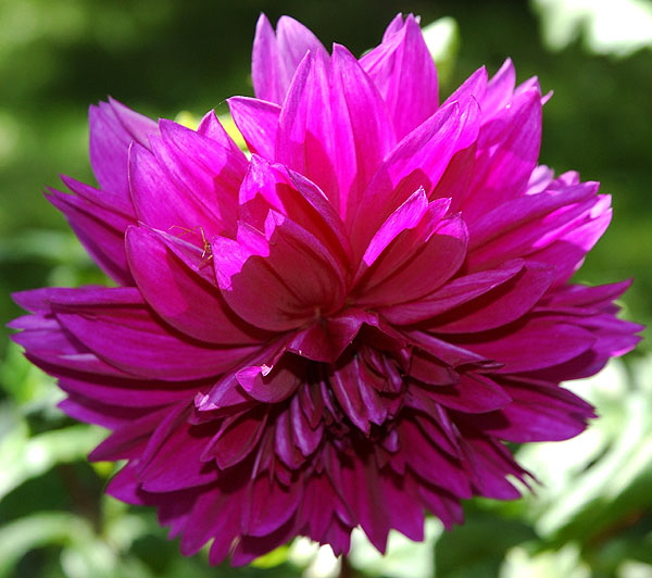 Zinnia elegans 