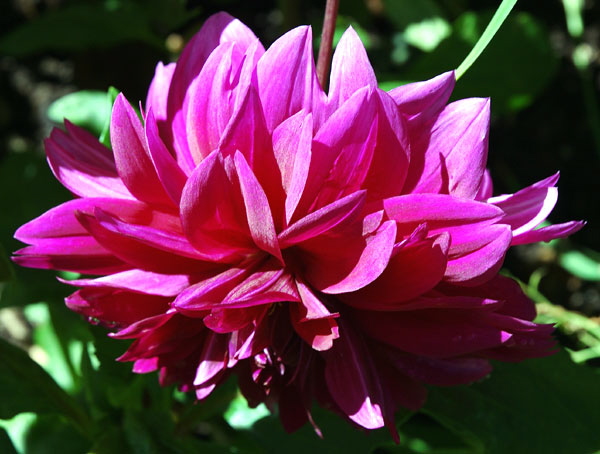 Zinnia elegans 