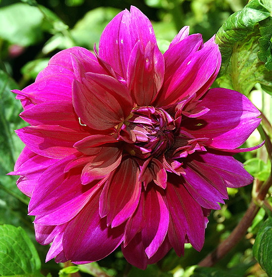 Zinnia elegans 