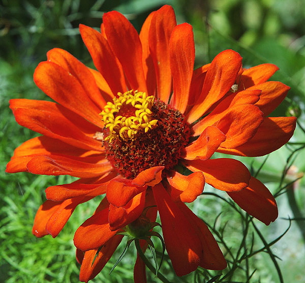 Zinnia elegans 