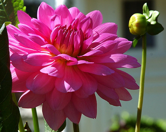 Zinnia elegans 