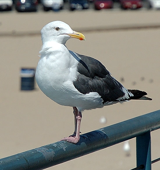 Gull, Santa Monica Pier