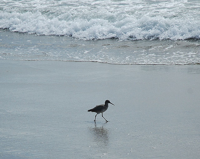 A Willet, Western version, checks out the minor storm tide - 