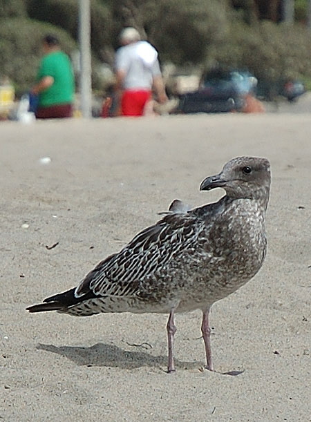 Gulls hunker down on the sand - 