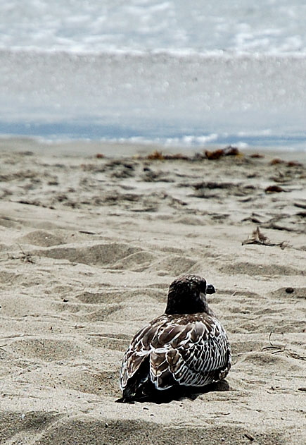 Gulls hunker down on the sand - 