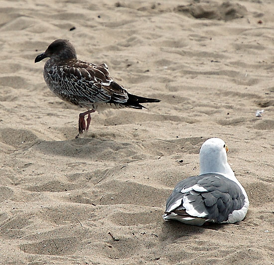 Gulls hunker down on the sand - 