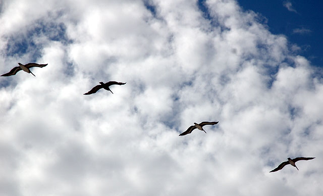 Pelicans run before the storm
