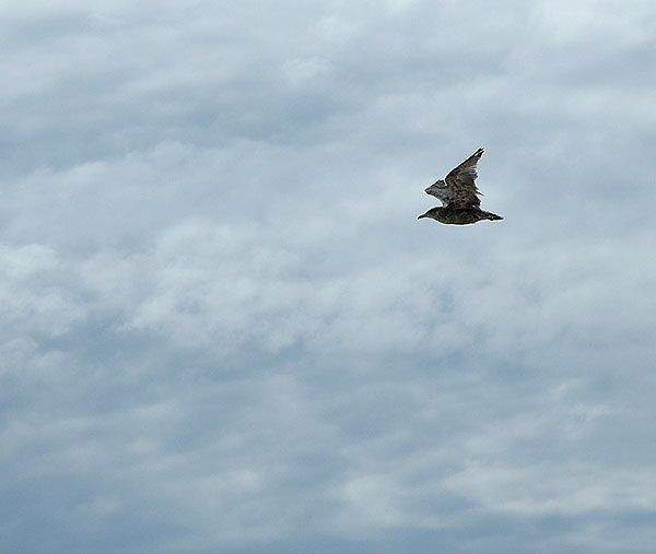 A gull running before the storm - 