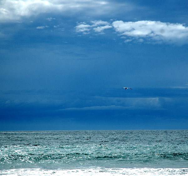 Pelicans run before the storm, or get in a little aerial fishing  