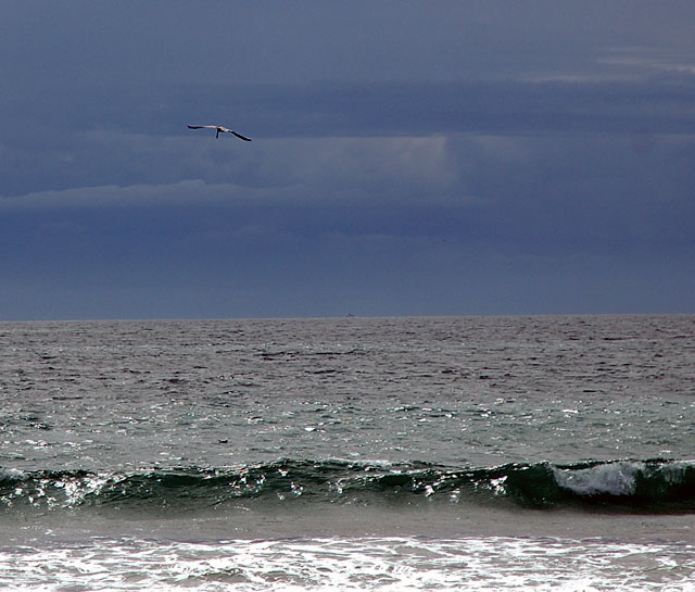 Pelicans run before the storm, or get in a little aerial fishing  