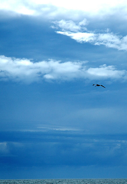 Pelicans run before the storm, or get in a little aerial fishing  