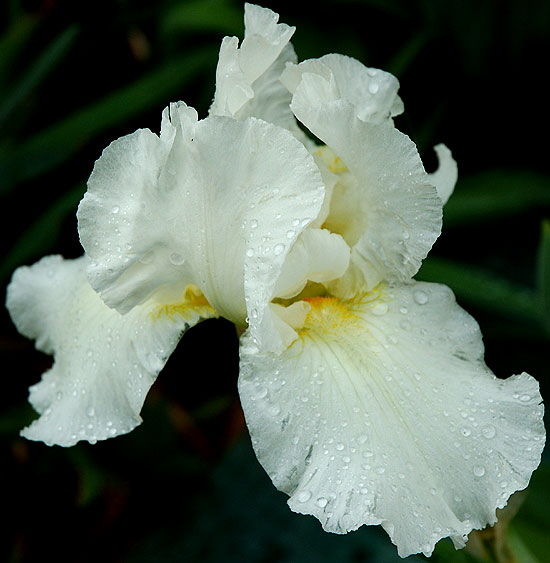 Iris, rain