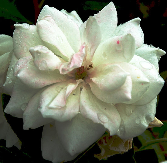 White rose, rain