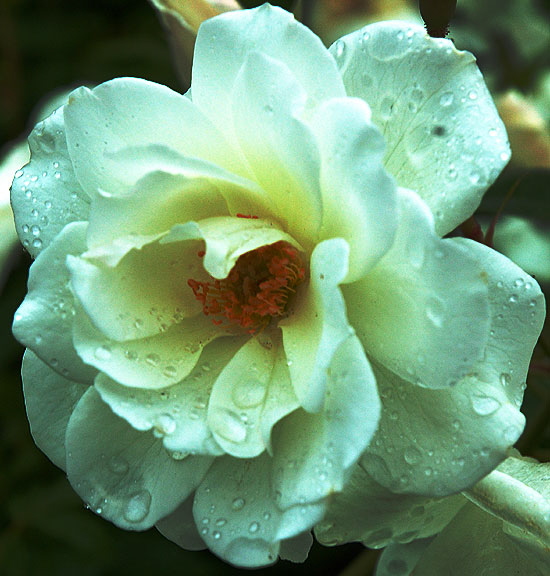 White rose, rain