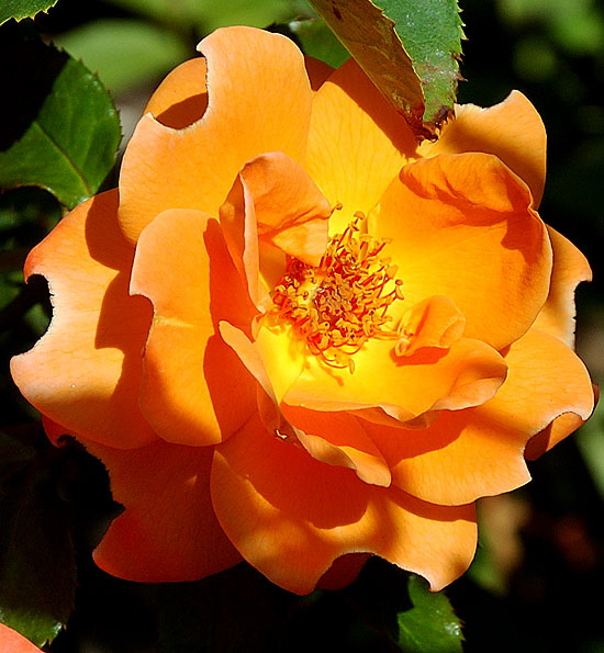 In flower at the Self-Realization Fellowship Lake Shrine, Malibu